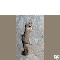 گونه سنجابک جنگلی Fat Dormouse